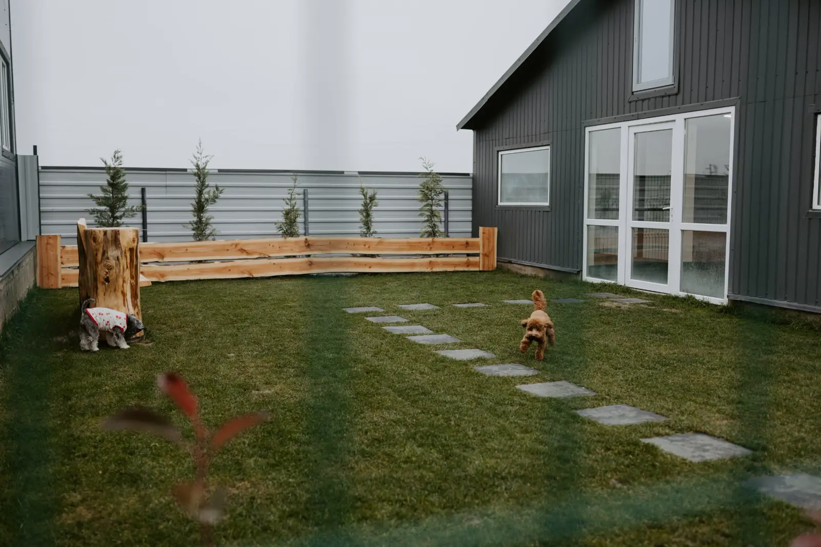 Câini la joacă în curte